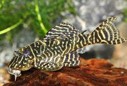 Pleco zebra fine — 5.7